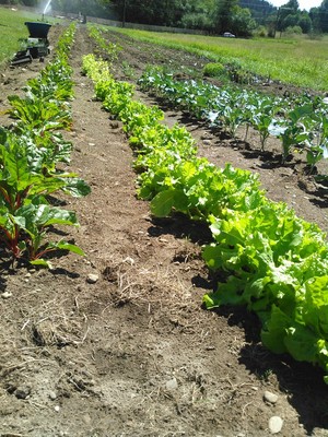 GarTen of ETen- Snoqualmie Valley