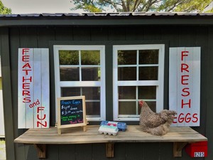 Feathers and Fun Poultry Farm