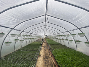 C&T Produce