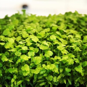 Fields of Revery Micro Farm