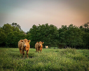 Hollow Oak Farm