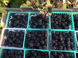Kitchel Family Organics