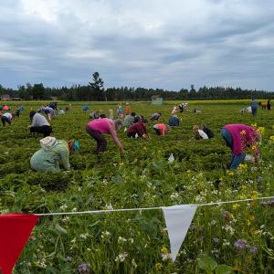 The Berry Field