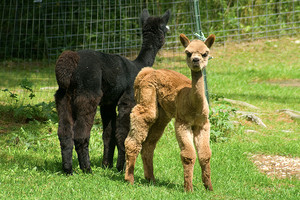 Wright Choice Alpacas