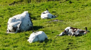 Applegarth  Farm