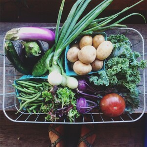 Full Plate Farm Collective