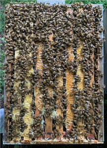 Beekeeper's Garden