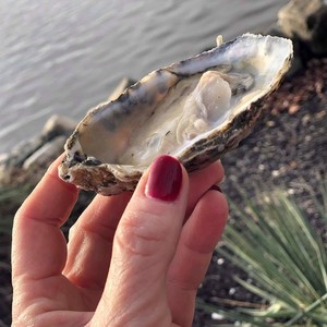 The Great Wicomico Oyster Company