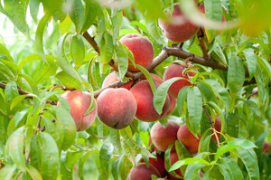 Robson's Farm