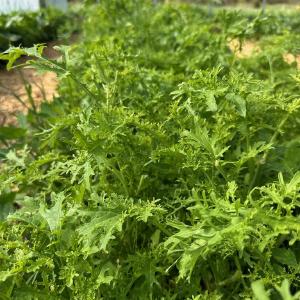 Bayfield Foods CSA