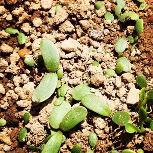 VIDA farm