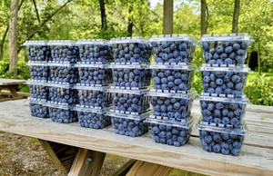 DiMeo Farms & Blueberry Plants Nursery
