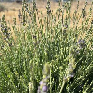 Shelly's Lavender Farm, LLC
