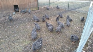 Fields Farms, LLC