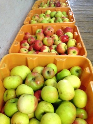 Queener Farm