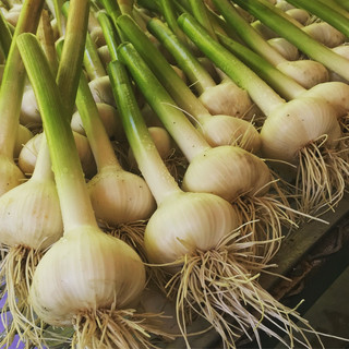 Food Farm