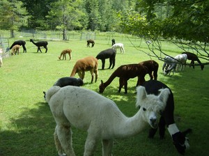 Wright Choice Alpacas