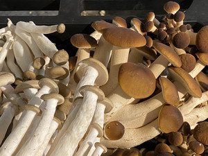 Fox Farm & Forage LLC