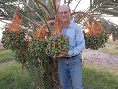 Ellett Medjool Dates