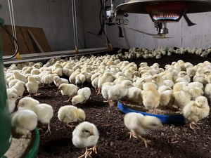 Rucker Farm