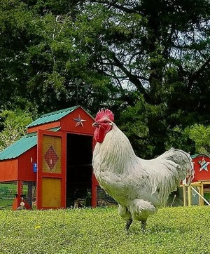 Feathers and Fun Poultry Farm