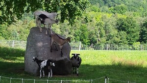 MKVT Farm