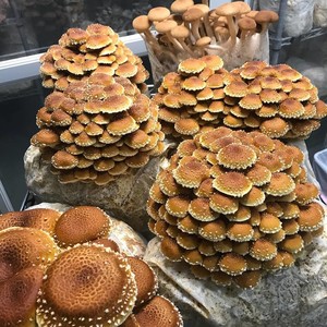 Dowie MicroFarm