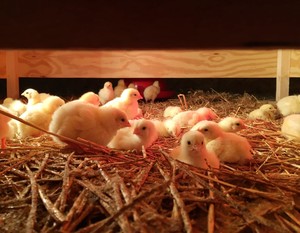 Fern Creek Farm