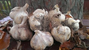 Sonshine Acres Garlic