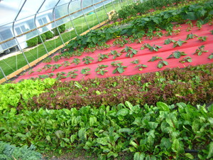 Eilert's Acres-CSA Vegetable Farm