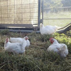 J & L Green Farm