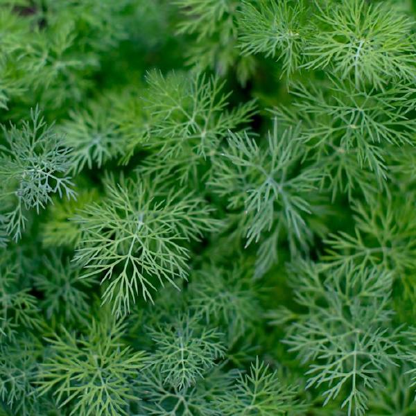 dill