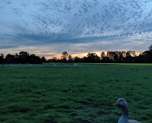 Anchor Ranch Farm