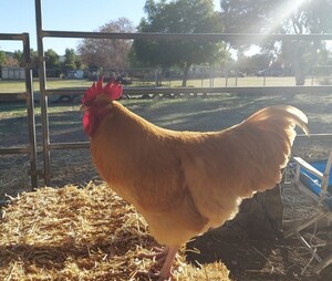 BarnYard Eggs And Chicks