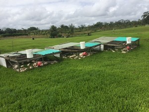 Punachicks Farm