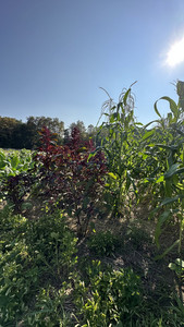 Silverbrook Manor