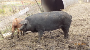 Rock Creek Mill and Heritage Farm, LLC