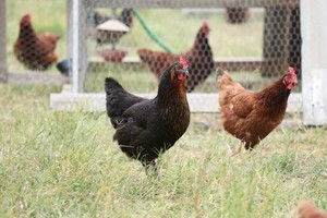 Green Acres Farmstead