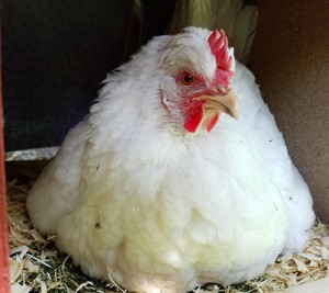 Feathers and Fun Poultry Farm