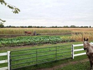 Bray Grove Farm