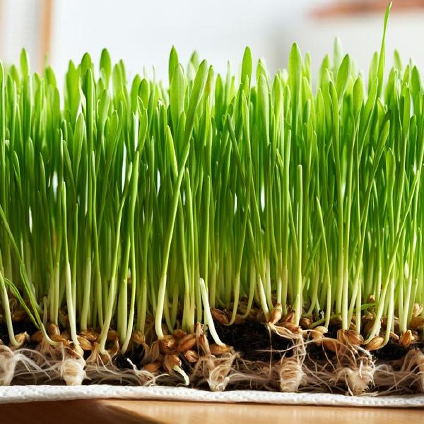 wheat grass