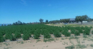Earth's Fertilizers