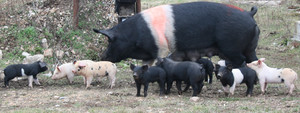 Farm in the DEL
