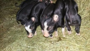 Shani's Farm