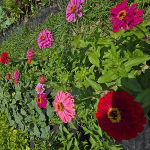 Rufener Farms