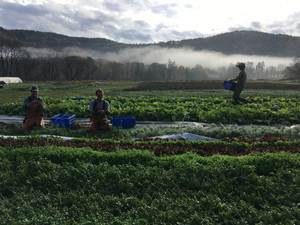Root 5 Farm