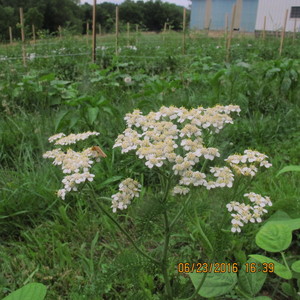 Proud Food Farm