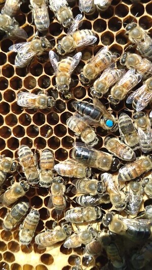 McComBees Apiaries