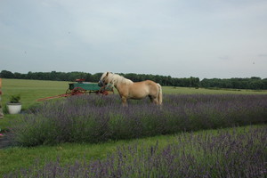 Purple Rain Lavender Farm