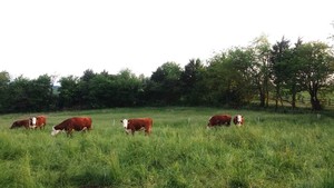 Good Hope Farmstead